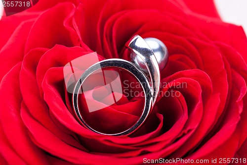 Image of Diamond engagement ring in the heart of a red rose