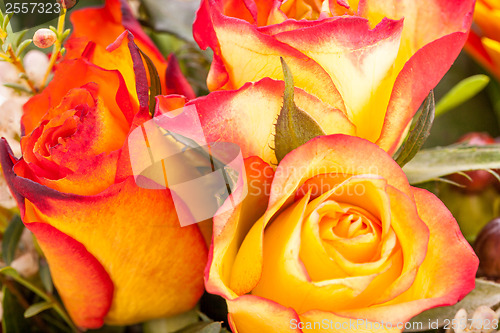 Image of Background of vivid orange roses