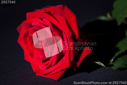 Image of beautiful red rose flower on black background