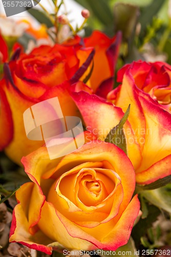 Image of Background of vivid orange roses