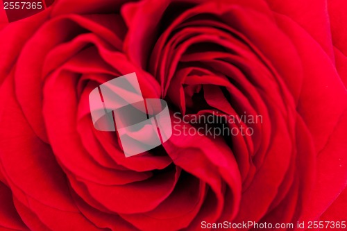 Image of Beautiful fragrant red rose for Love