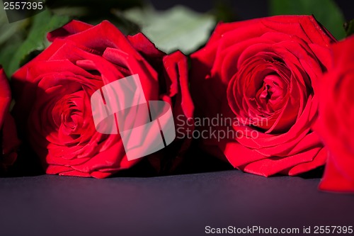 Image of beautiful red rose flower on black background