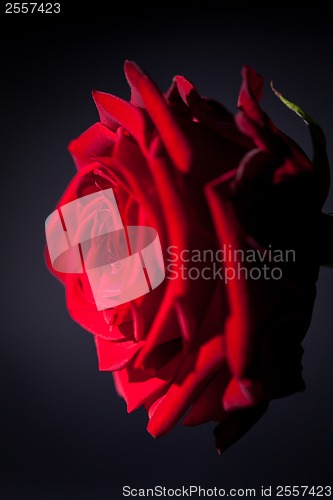 Image of beautiful red rose flower on black background