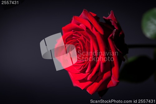 Image of beautiful red rose flower on black background