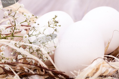 Image of Plain undecorated Easter eggs in a nest