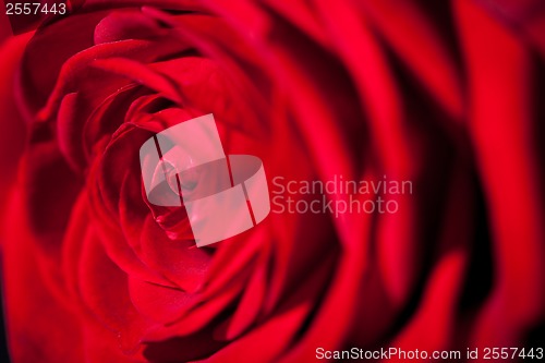 Image of Beautiful fragrant red rose for Love