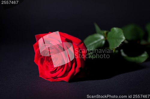 Image of beautiful red rose flower on black background