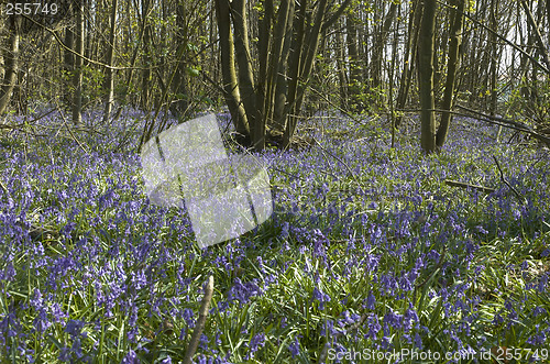 Image of Bluebells