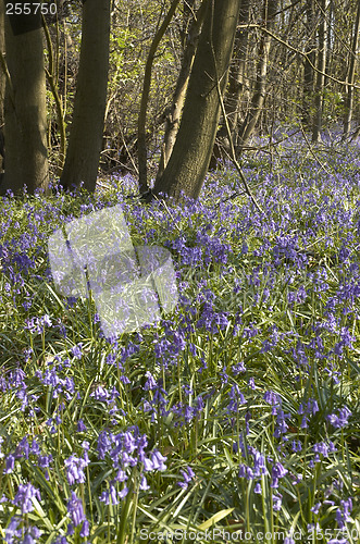 Image of Bluebells