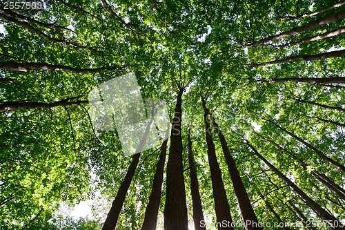 Image of Green forest