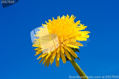 Image of Dandelion