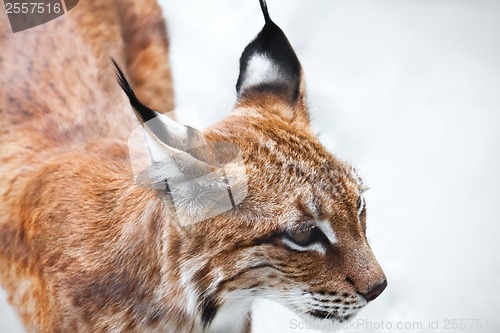 Image of Lynx