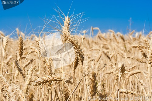 Image of Wheat field
