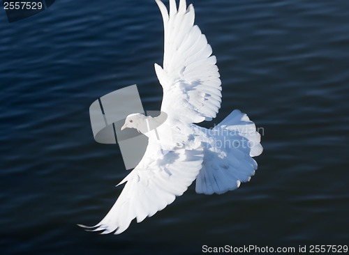 Image of White pigeon