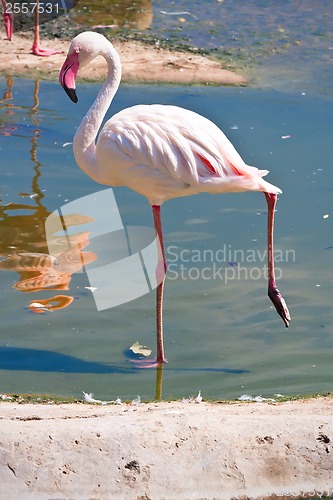 Image of Flamingo