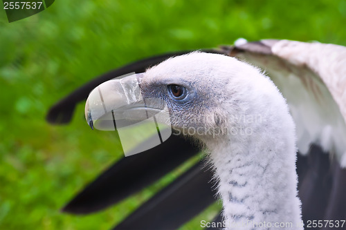 Image of White-backed Vulture