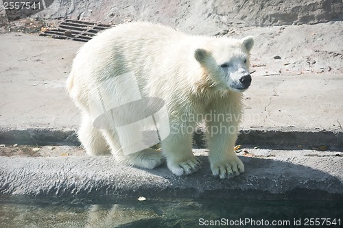 Image of Polar bear