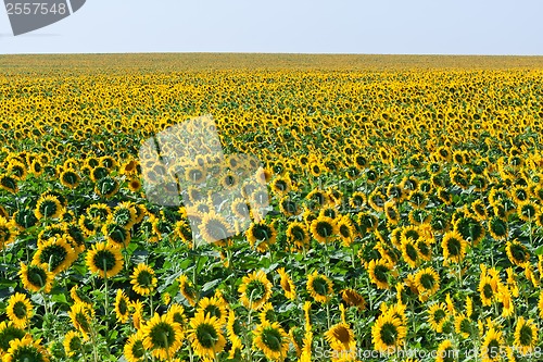 Image of Sunflowers