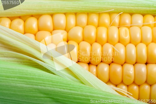 Image of Corn