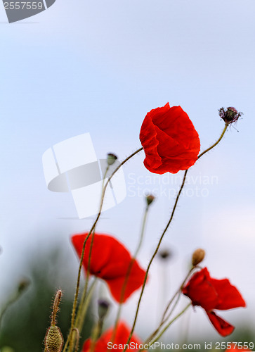 Image of Red poppies