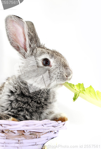 Image of Gray rabbit