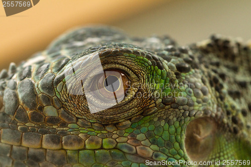 Image of Iguana eye