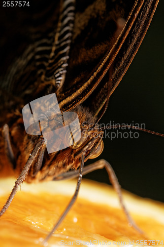 Image of Macro photograph of a butterfly 