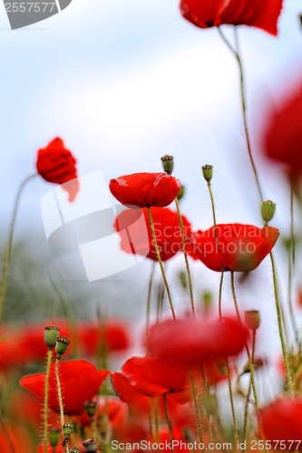 Image of Red poppies