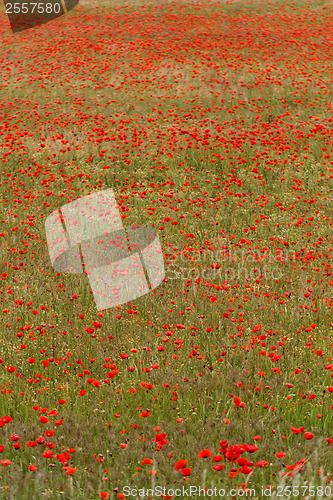 Image of Red poppies