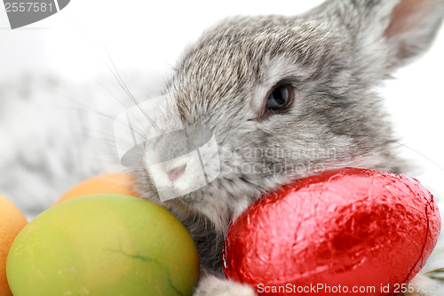 Image of Gray rabbit