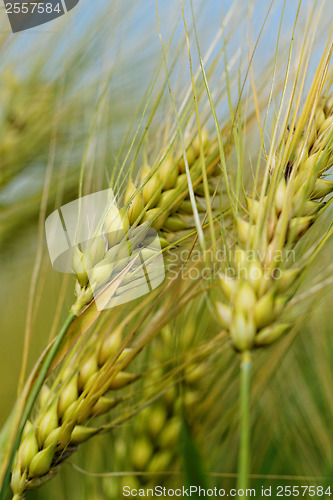 Image of Green and yellow wheat