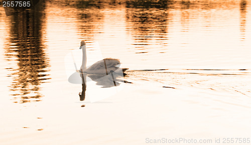 Image of Lonely swan