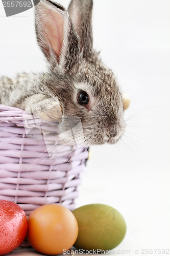 Image of Gray rabbit