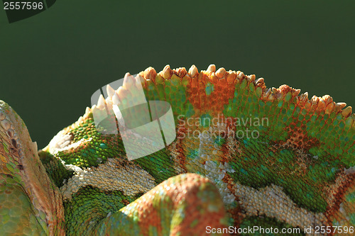 Image of Chameleon back