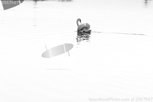 Image of Lonely swan