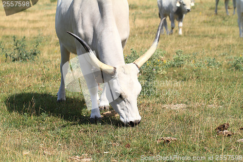 Image of Gray cattle