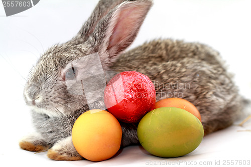 Image of Gray rabbit