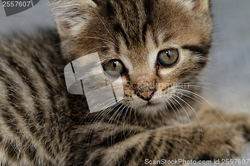 Image of Tabby kitten