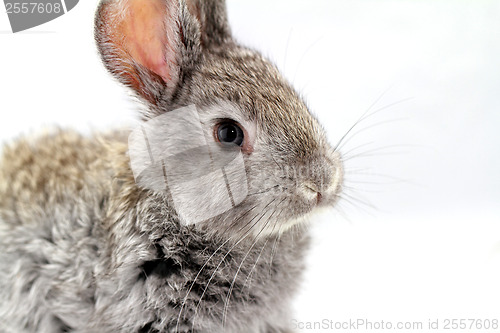 Image of Gray rabbit