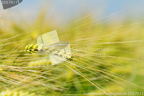 Image of Green and yellow wheat
