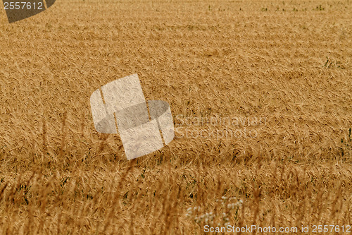 Image of Fields of wheat