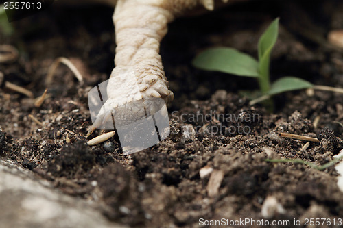 Image of African Spurred Tortoise (Sulcata)