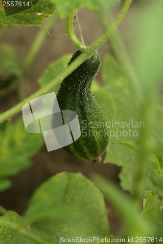 Image of Cucumber