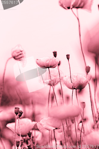 Image of Red poppies