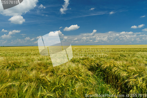 Image of Green and yellow wheat