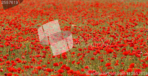 Image of Red poppies