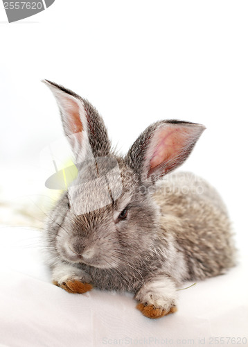 Image of Gray rabbit