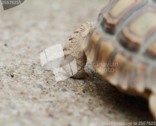 Image of African Spurred Tortoise (Sulcata)