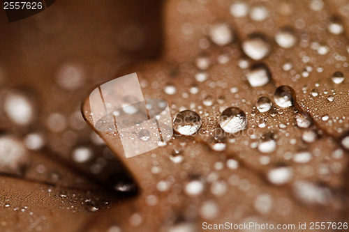 Image of Fallen leaves covered with raindrops