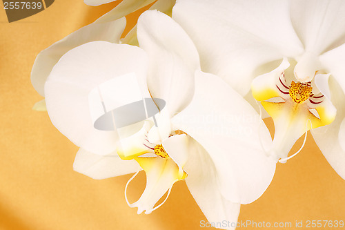 Image of Phalaenopsis Aphrodite (Moon Orchid)